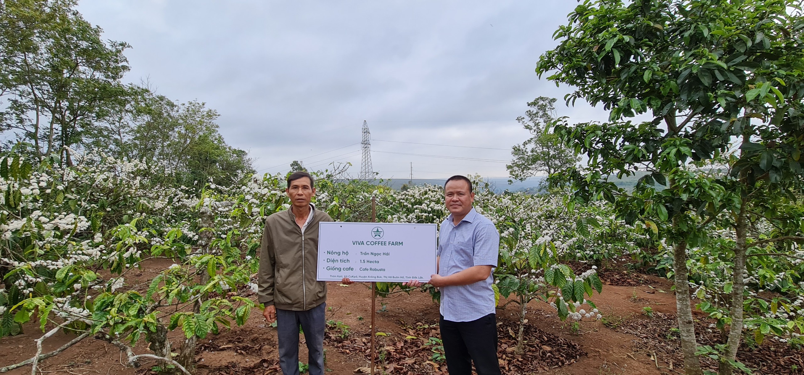 Vườn cà phê tại nông trại Viva
